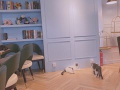 -遇见羊驼·奶狗咖·布偶猫咖·法斗柯基柴犬阿拉斯加(春熙路太古里IFS店)