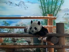 -西霞口神雕山野生动物世界