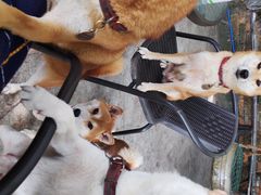 -柴犬高等学院·狗咖·柴犬售卖·宠物训练