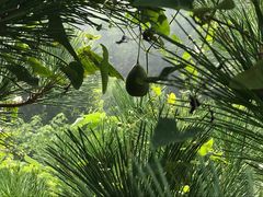 -原山国家森林公园