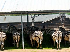 iphone_upload_pic-西安秦岭野生动物园