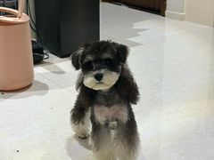 -天使宠物医院·犬猫分诊(彩虹店)