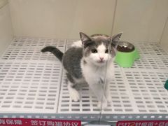-lincat·猫舍(广州店)