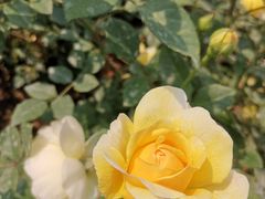 -人民公园(罗湖区)