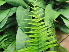 -国家植物园南园