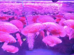 -中环花鸟鱼虫市场