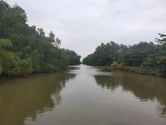 -大湾区中央湿地公园