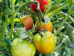 -甜心庄园·甜心草莓采摘园(西青中北店)