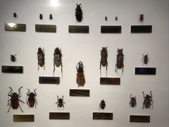 -上海昆虫博物馆