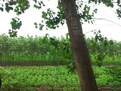 android_upload_pic-荷花荡