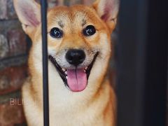 -柴犬高等学院·狗咖·柴犬售卖·宠物训练