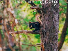 -北京西山国家森林公园