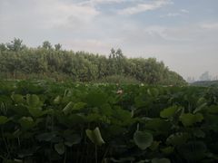 -金海湾自助餐厅(金陵饭店)