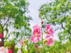 -上海滨江森林公园