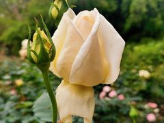 -人民公园(罗湖区)