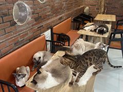 -豆逗聊愈猫阁Easy Life