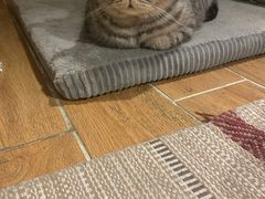 -猫友咖啡店(玉林西路店)