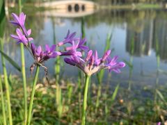 -洋湖国家湿地公园