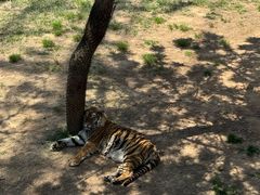 -西霞口神雕山野生动物世界