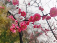 -无锡梅园公园