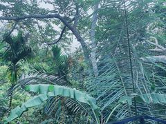 -呀诺达热带雨林
