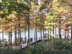 -重庆彩云湖湿地公园