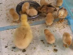 -怪兽屋·羊驼·猫咖·狗咖(俊华广场店)