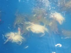 -阔澜蒸汽海鲜自助
