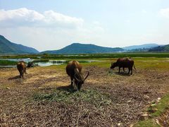 -腾冲北海湿地