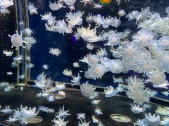 -太平洋海底世界