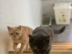 -猫房·猫吧·猫咖(龙湖时代汇店)