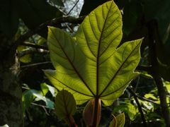 -南宁良凤江国家森林公园