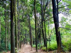 -火炉山森林公园