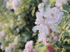-观山湖公园