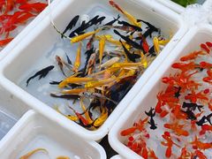 -青石桥花鸟鱼虫市场(叠翠城店)