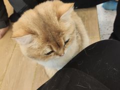 -猫域·湾主题猫咖·宠物吧(南坪城市广场店)