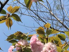 桃花-三圣花乡旅游区