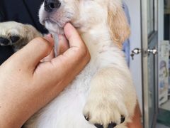 -翊宠yipet猫狗购宠庄园犬舍•猫舍