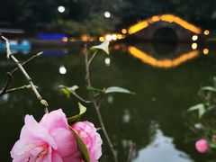 -金花茶公园