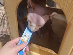 -藏猫猫咖啡主题馆(中央大道店)