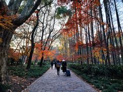 -上海共青森林公园