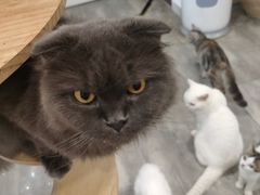 -楼上猫咖(罗湖店)