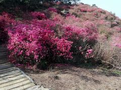 -木兰云雾山