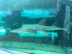 -悉尼海洋生物水族馆