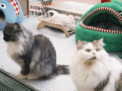 -有猫主题·治愈系猫咖(曾厝垵店)