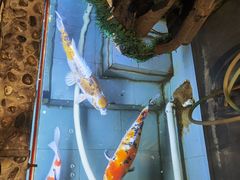 -海碗居老北京炸酱面(增光路店)