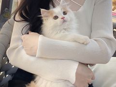 -lincat·猫舍(广州店)