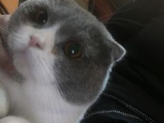 -李小姐の猫咖啡馆(五角场店)