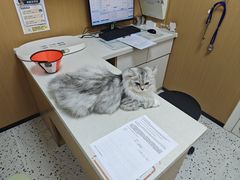 -瑞派康怡24h宠物医院·犬猫医疗中心·微创绝育(瑞景分院)