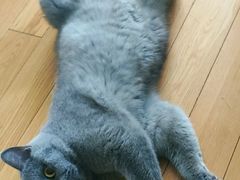 -PETKIT 小佩宠物·低压洗护·美容·寄养(安远店)